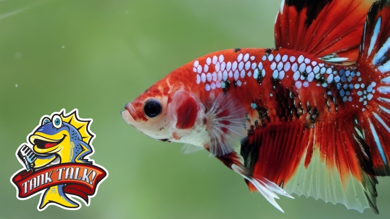 A Complete Guide To The Most Important Rule In FIsh Keeping