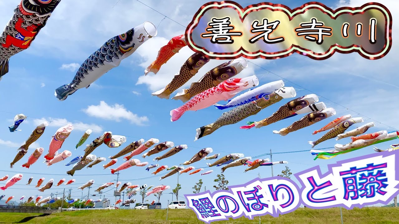 【4K】鯉のぼり と 藤の共演　滋賀県　竜王町　善光寺川