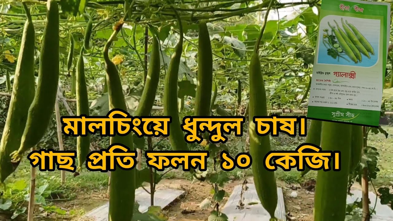 মালচিংয়ে ধুন্দুল চাষ। ০৪ ধুন্দুলে ১ কেজি গাছ প্রতি ফলন ১০ কেজি। Sponge Gourd cultivation