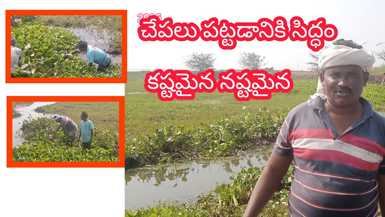 మా ఊరు తూర్పు వైపున ఉన్న 200 ఎకరం లో చేపలు ఎలా పడుతున్నారు అనేది చూద్దాం రండి