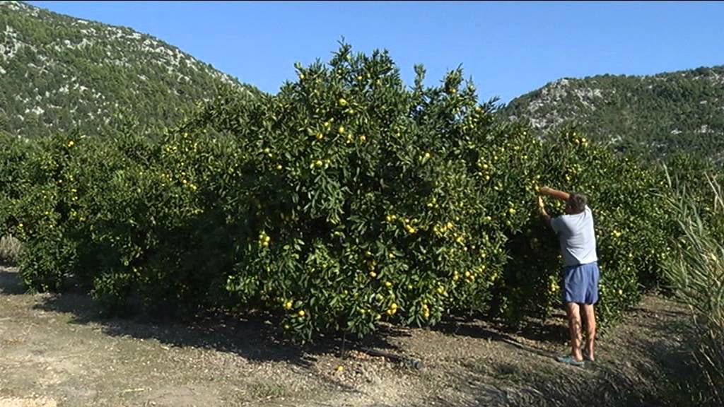 Mandarina Neretva