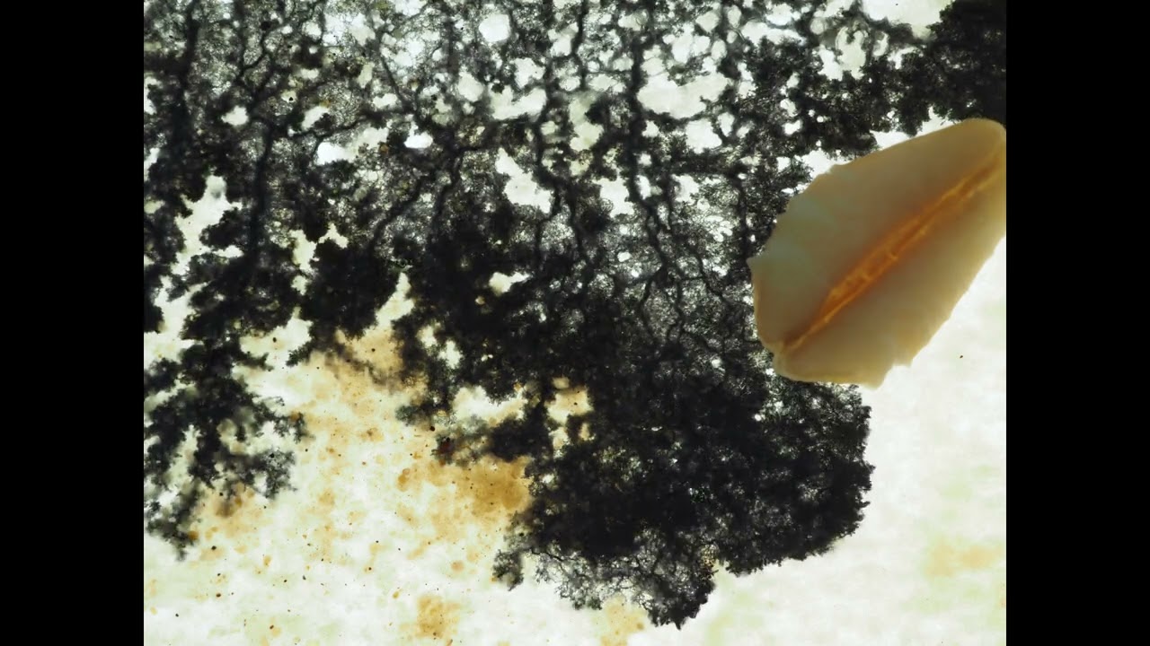 Mesmerizing timelapse of pulsating black slime mold - 2024-11-02