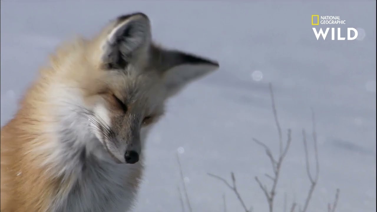 YTDown com YouTube Le plongeon de la mort du renard Media R1NWYOQqbVo 001 1080p online video cutter
