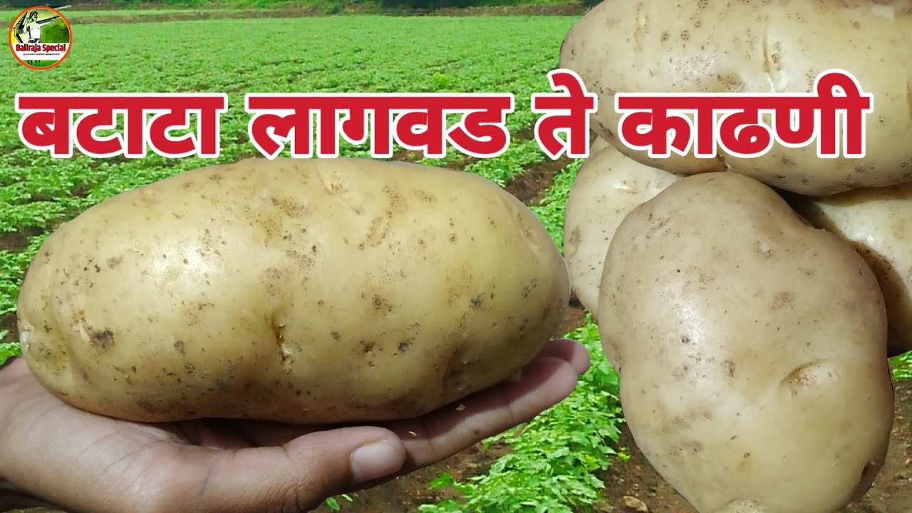 √ कशी करावी #बटाटा काढणी . #Potato harvesting in Marathi