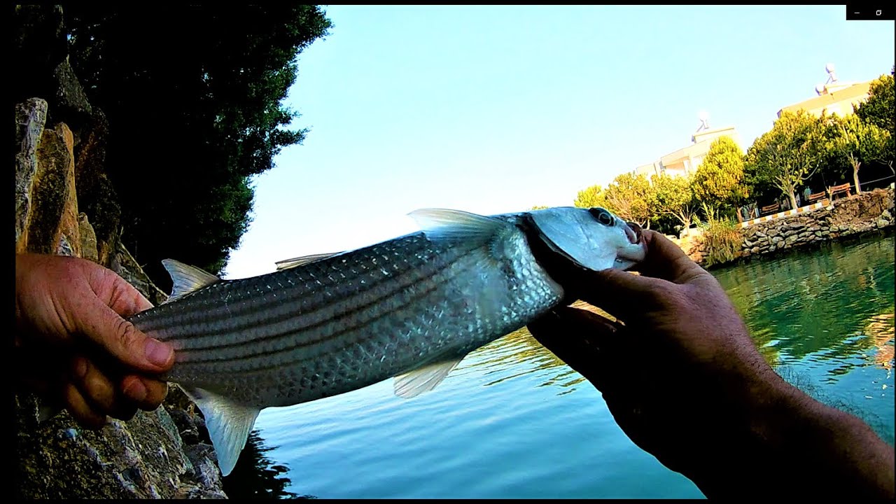 Kefal Avı | Şamandıralı Olta İle Kefal Avı / Mullet fishing