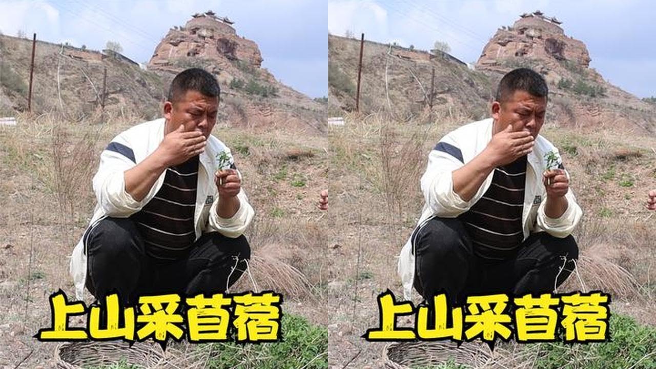农村兄弟来采春天&ldquo;独有的味道&rdquo;&mdash;苜蓿，配上洋芋就是好吃的美食 #新农人计划2024 #苜蓿 #农村