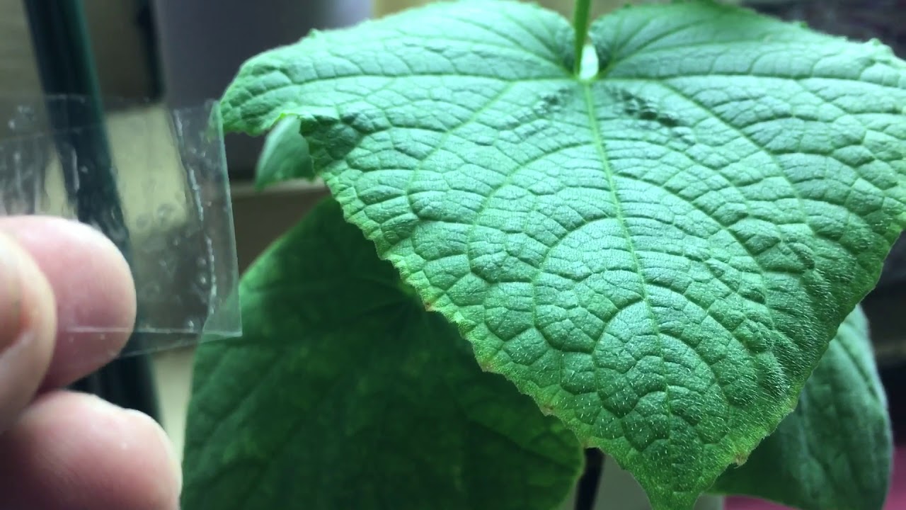 Self Pollinating Cucumber Plant - Update