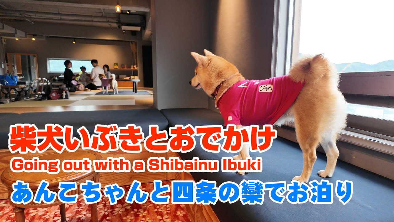 柴犬と京都に泊まる 四条欒にて