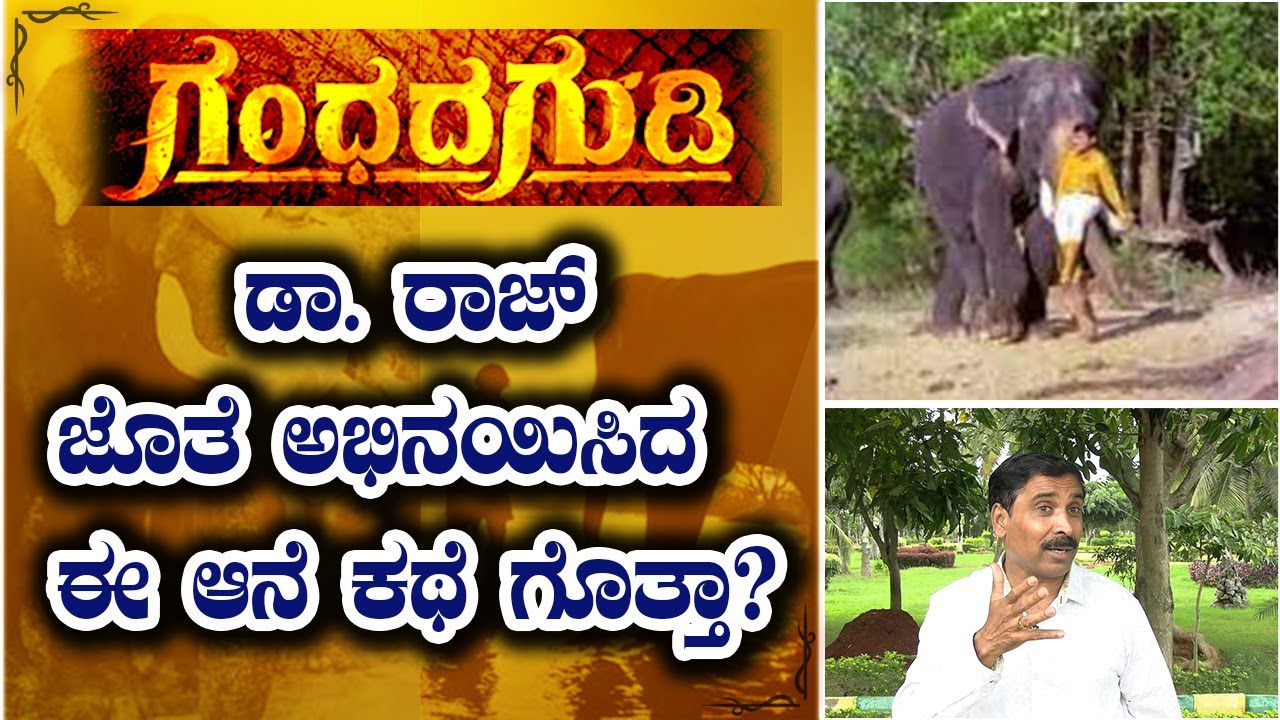 Dasara Elephants Story | ದಸರಾ ಆನೆಗಳ‌ ಸಿನಿಮಾ ನಂಟು | part -3 #mediareporters #mysoredasaraelephants