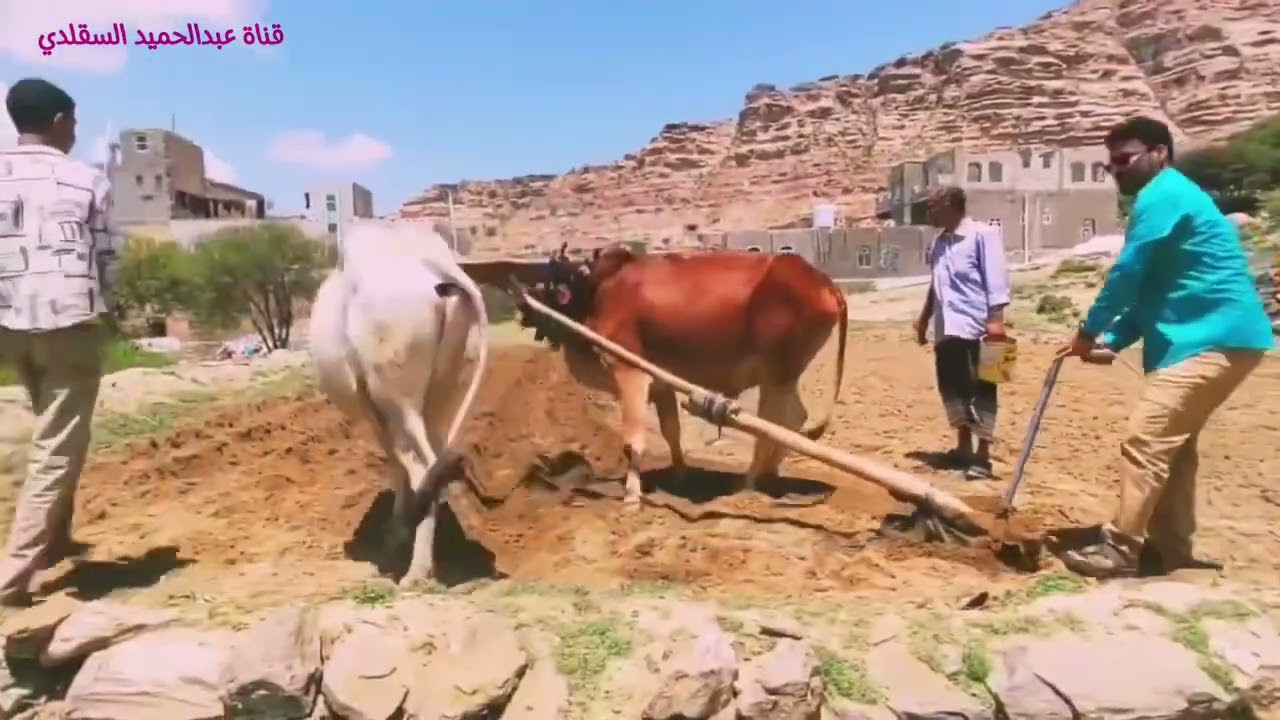 مغرد من الشعيب جديد ٢٠٢٤م