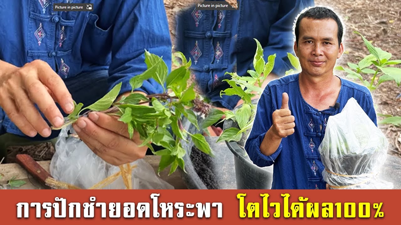 การปักชำยอดโหระพา โตไวได้ผล100%