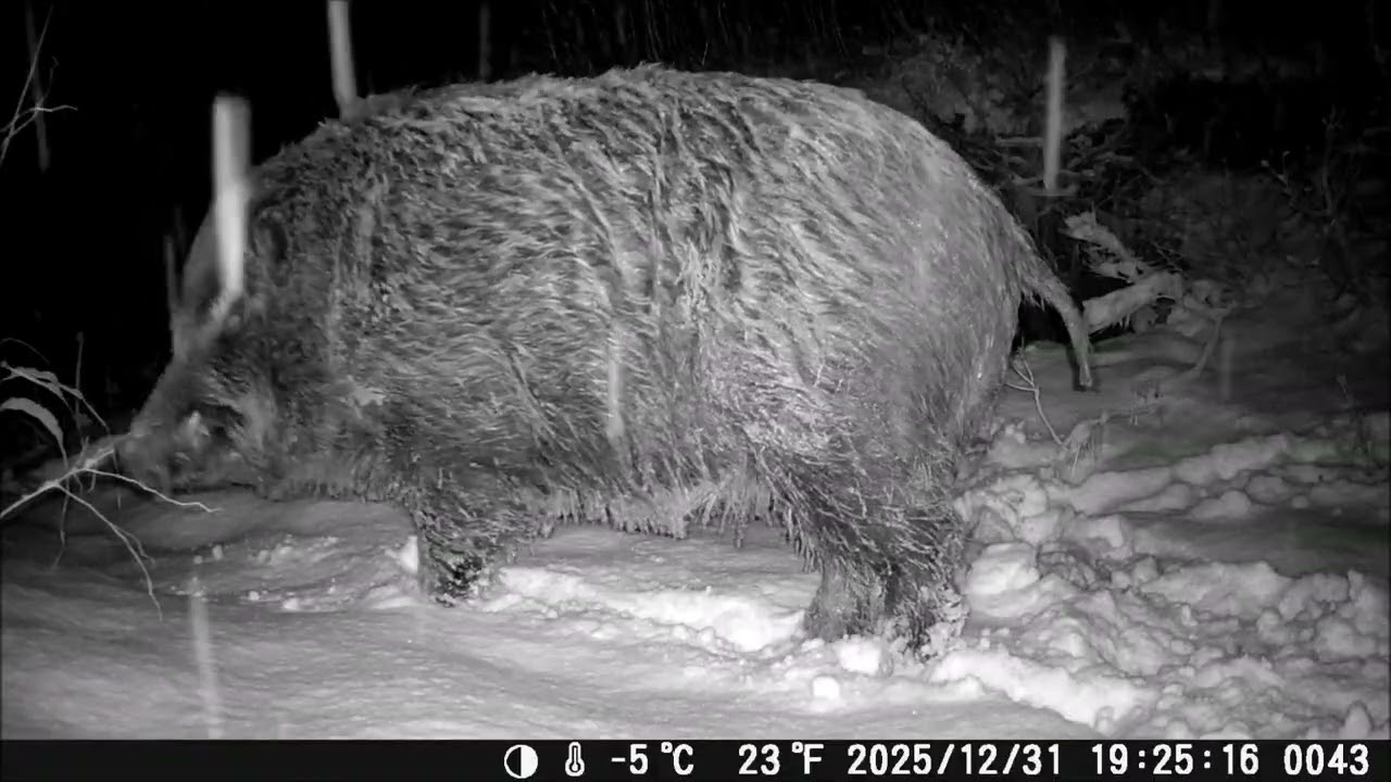 A Gigantic Boar