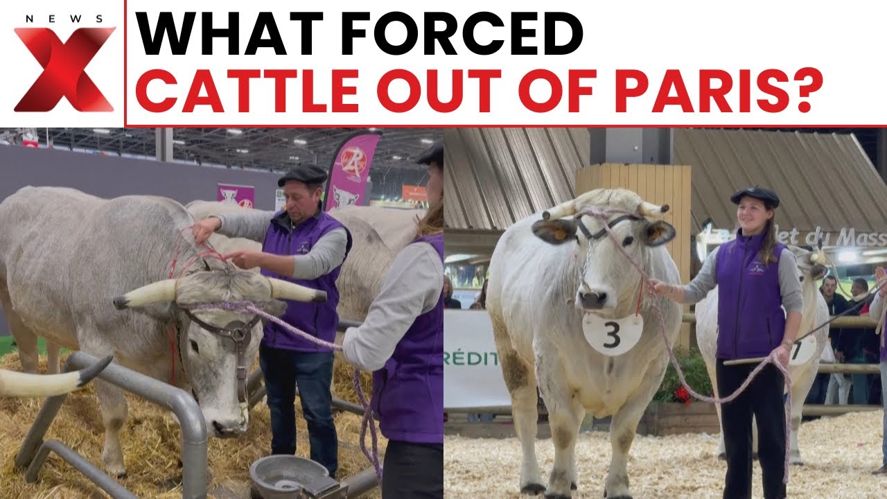 What Is Lumpy Skin Disease and Why Did It Change the Paris Show?