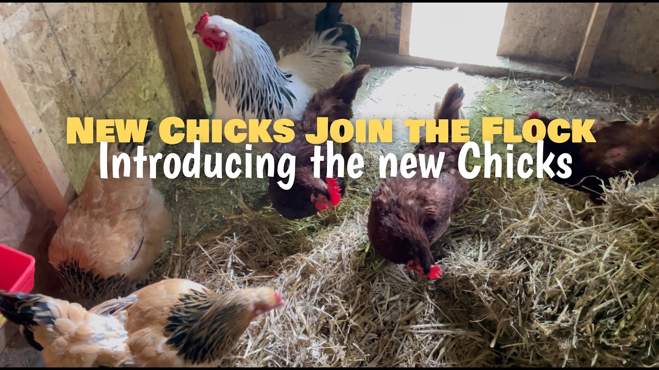 Letting New Chick into Flock in Alaska