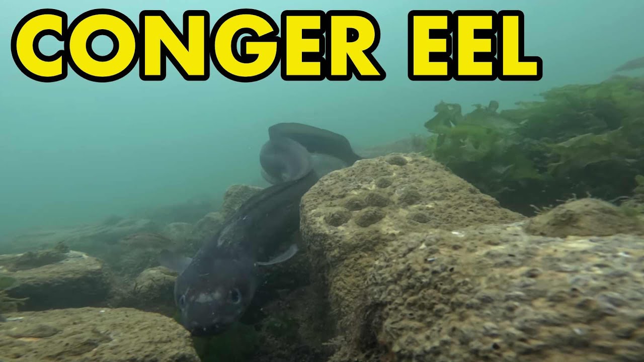 Large Conger and Other Sea Fish