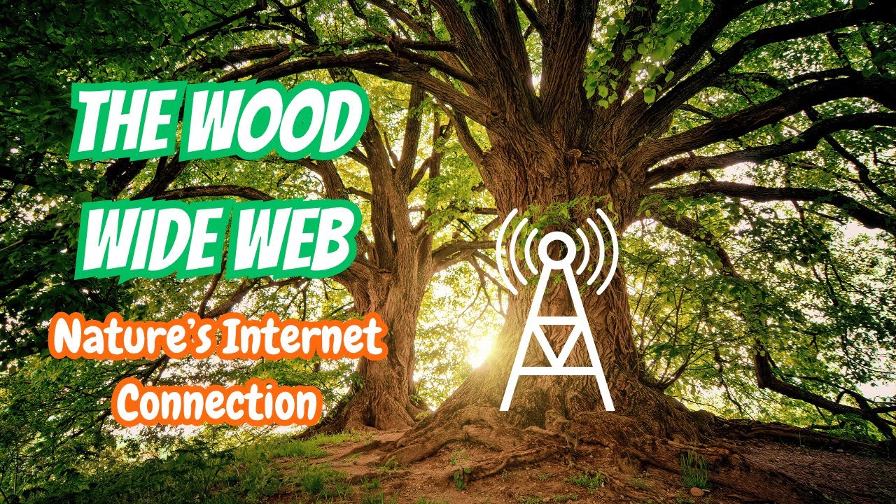 Do Trees TALK? The Hidden Forest Network! 