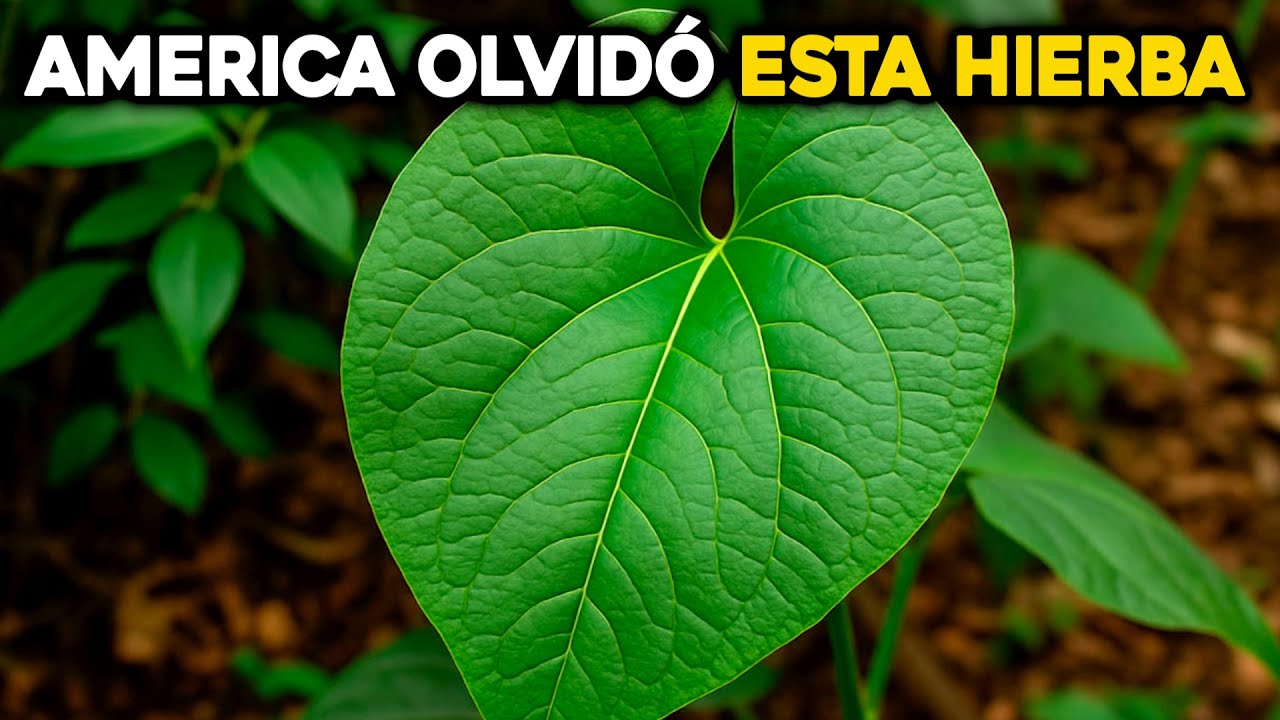¿Por qué América Latina se olvidó de estas hierbas silvestres?