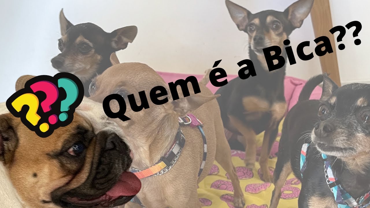 O DIA EM QUE OS PEQUENOS PRÍNCIPES CONHECERAM MADA E BICA!!
