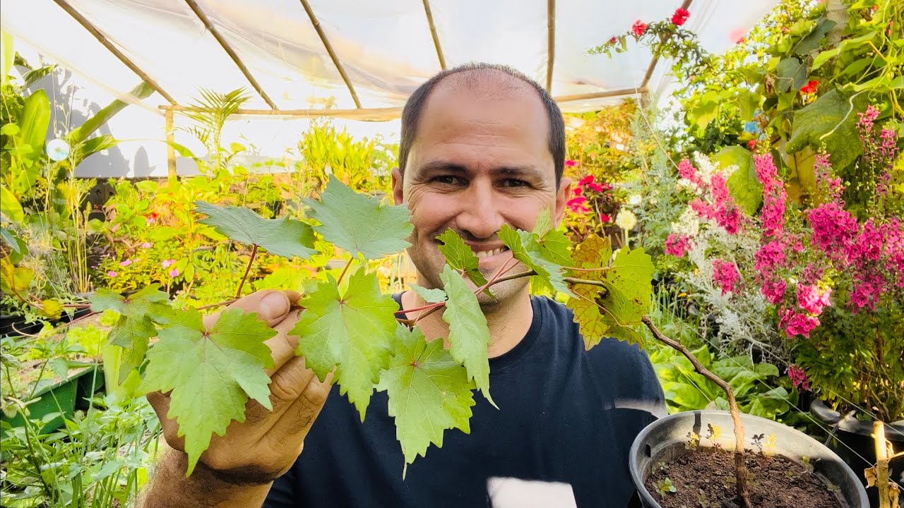 COMO MANEJAR A VIDEIRA PLANTADA PELA SEMENTE