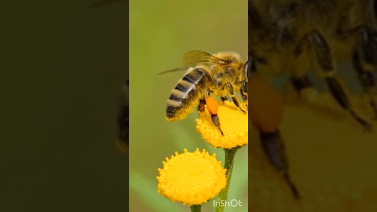 এই সুন্দর স্বর্ণালী সন্ধ্যায় 25/02/2026