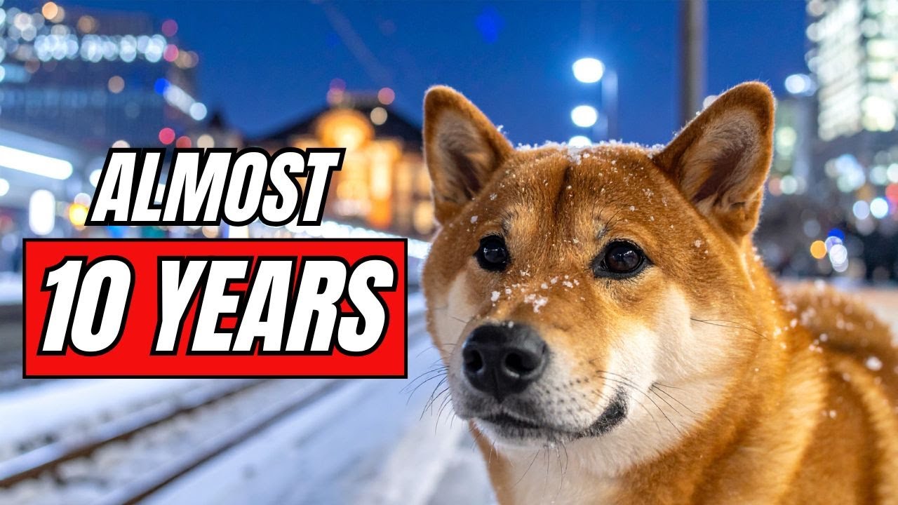 The FAITHFUL Dog That Waited OVER 9 Years For His Owner
