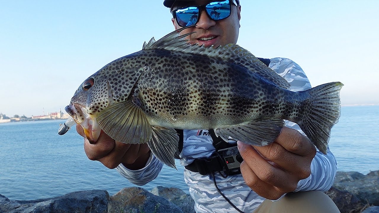 **MAJOR CRAFT JIGPARA HEAD BUNTA SWIM** -- Light Bait Fishing in San Diego Bay! (Harbor Island)