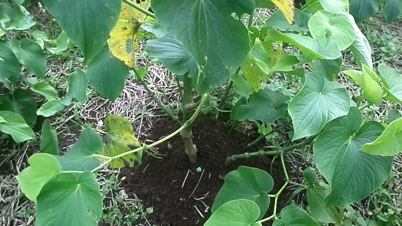 Sam demo of how to cultivate Kava roots to maximum quantity & weight yield