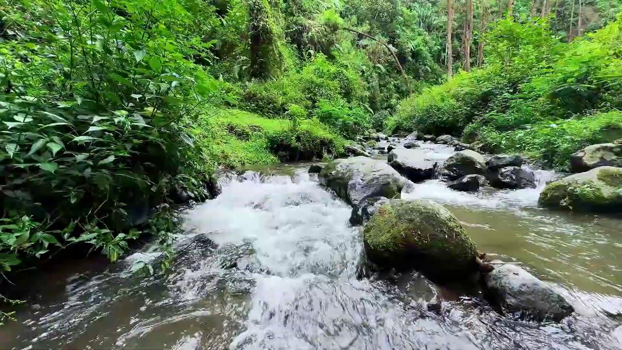 Feel inner comfort with peaceful river flow beside a serene woodland creek to bring deep rest