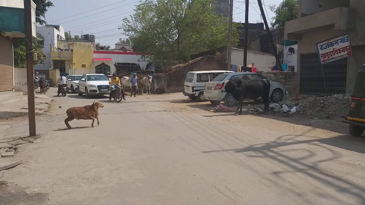 GOAT vs BULL FIGHT..SOLID JIGRAA..!!!MUST WATCH