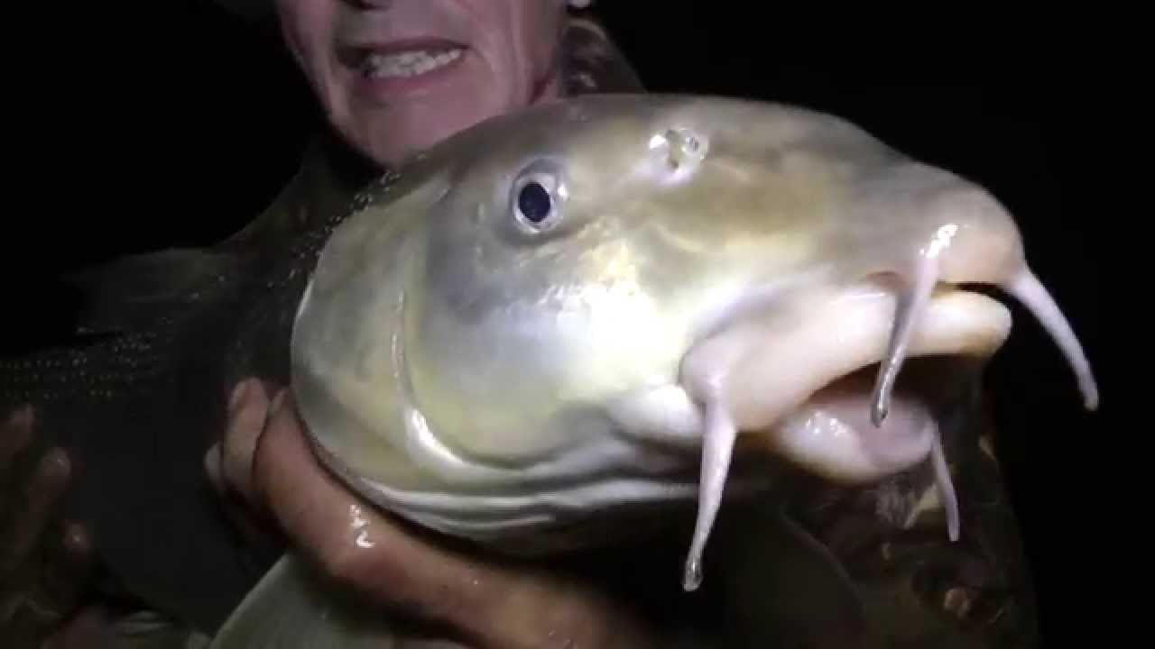 Barbel Fishing 155 Bob's Island  Newark 21st Aug 2014
