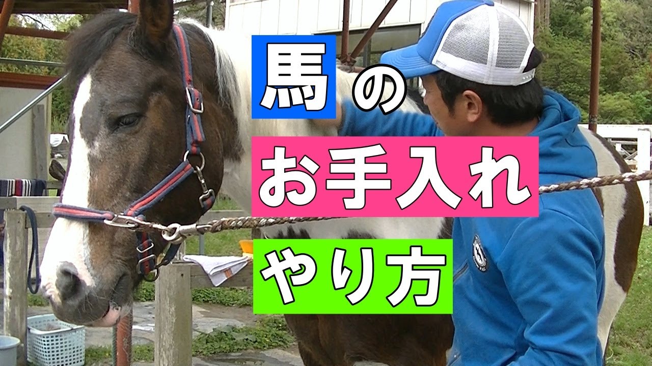 【解説】馬のお手入れについてお教えします。