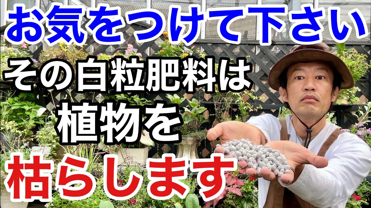 【知らずに枯らす】白粒肥料の正しい使い方教えます　　　　　　　【カーメン君】【園芸】【ガーデニング】【初心者】