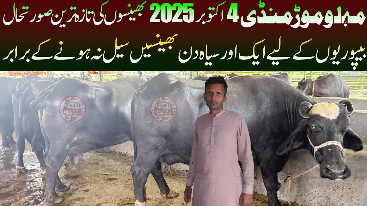 Today Malumor Mandi 4 October 2025 Update | Nili Ravi Buffalo | Cattle Market Punjab | Janwar Mandi 