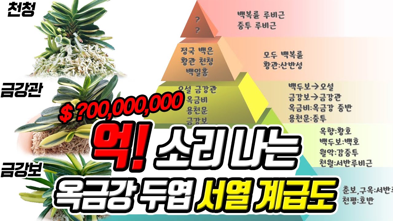 억!소리나는 옥금강 두엽 서열, 계급도, 가격 총정리 (명품난초,희귀난초)