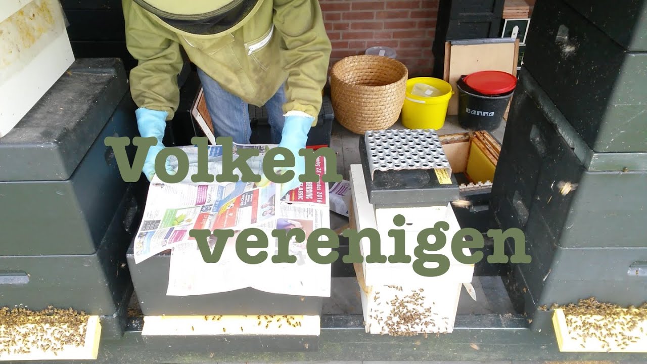 Bijenvolken verenigen