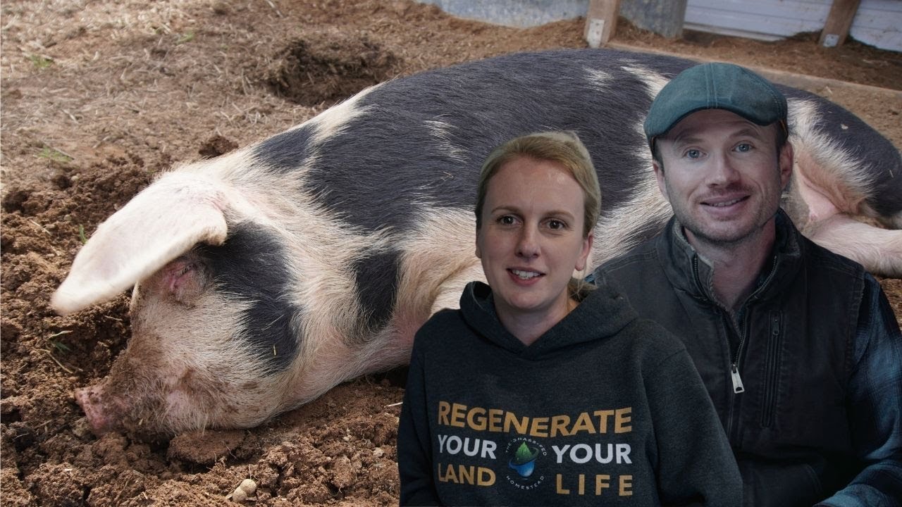Adventures in Pig Training ┃Getting Gloucestershire Old Spot Pigs