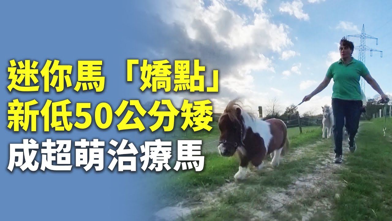 迷你馬「嬌點」新低50公分矮成超萌治療馬 - 可愛動物 - 國際新聞