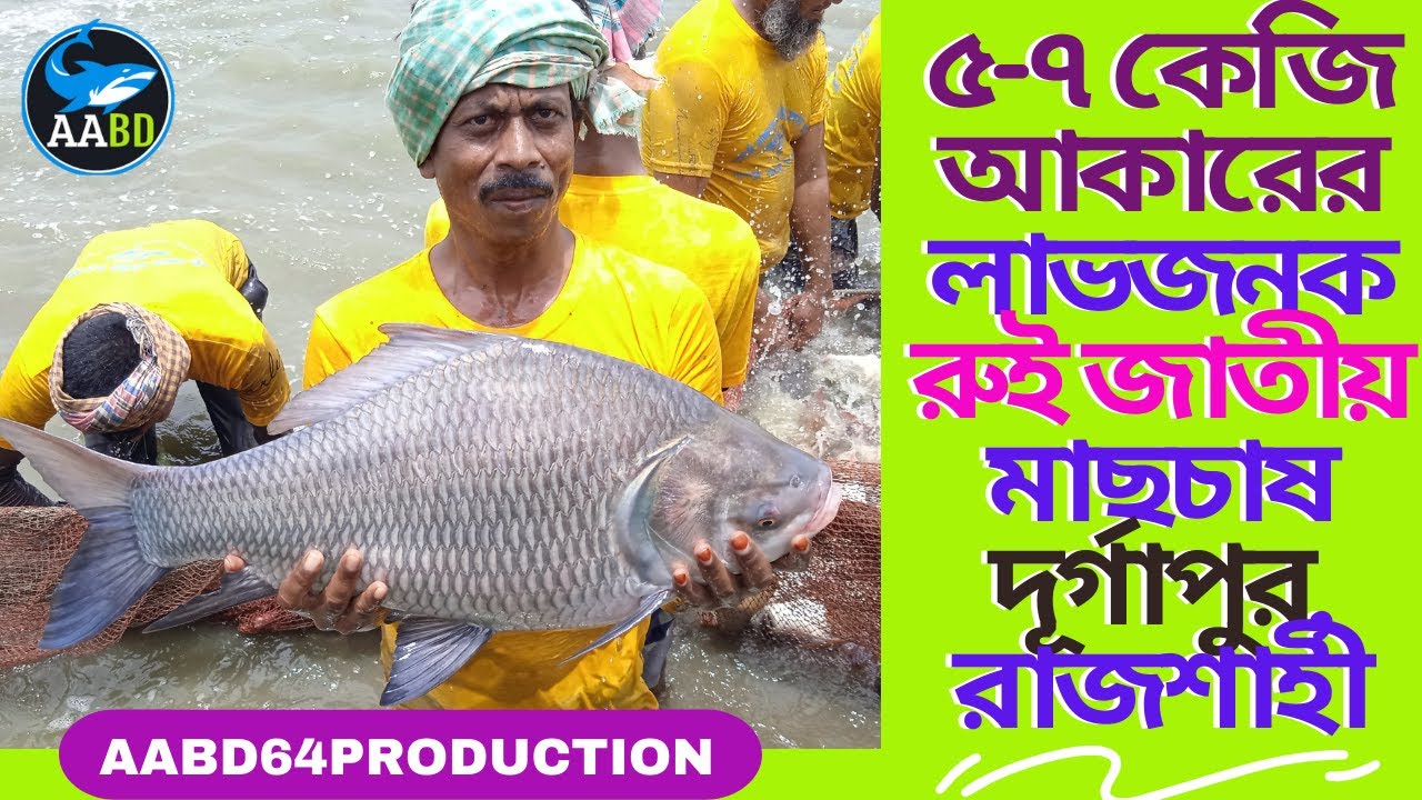 5-7 kg Rui Fish Culture Technique at Durgapur, Rajshahi (৫-৭ কেজি আকারের লাভজনক রুই জাতীয় মাছচাষ)