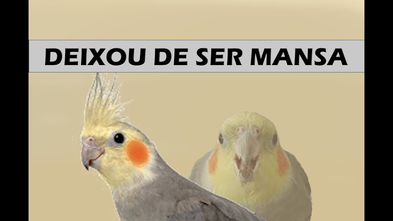 Calopsitas que deixam de ser mansas