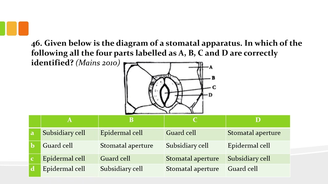 Neet -  Anatomy of flowering plants