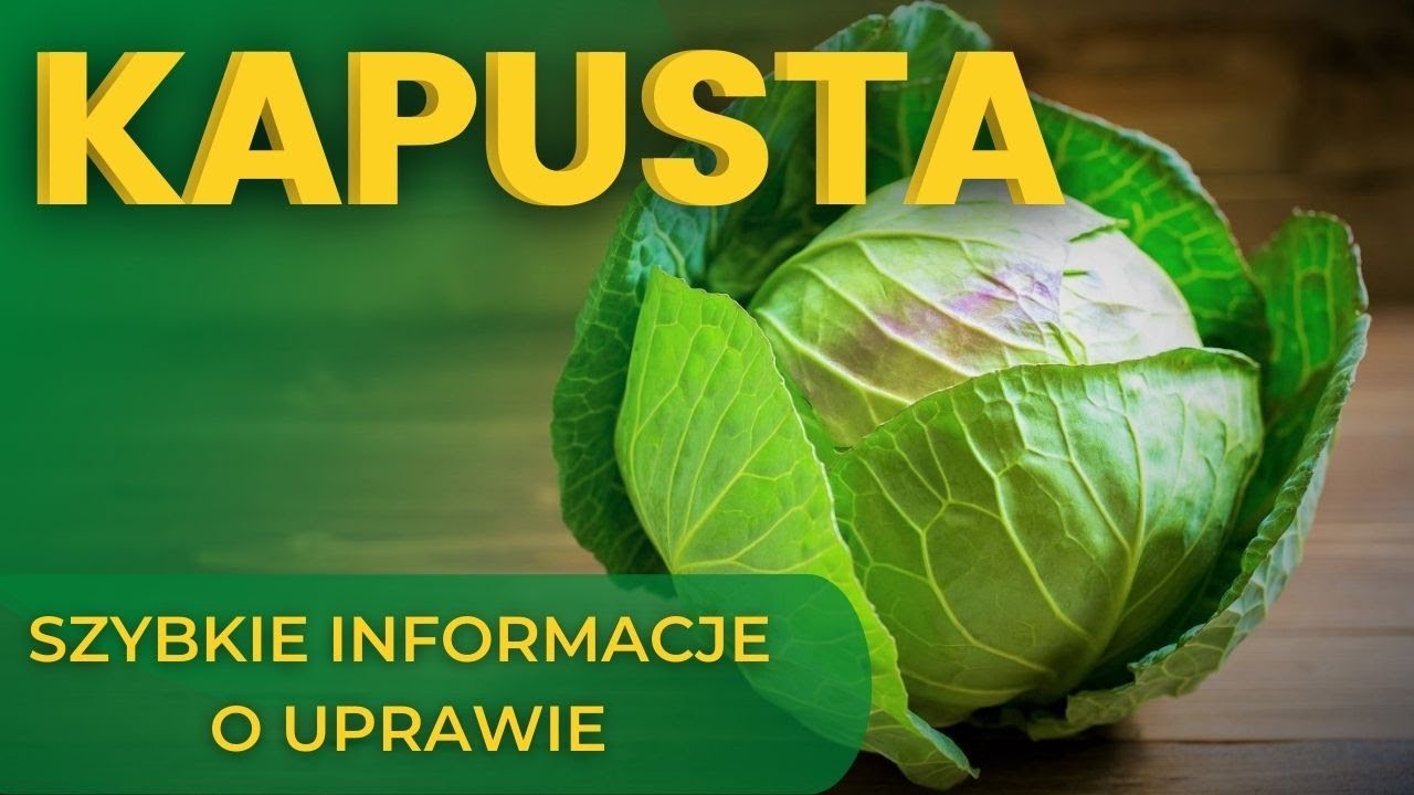 UPRAWA KAPUSTY - SZYBKIE INFORMACJE O UPRAWIE - FOX GARDEN