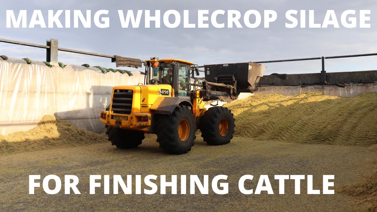 TOP OF THE (WHOLE)CROPS | VLOG 19: Wholecropping cereals for finishing cattle
