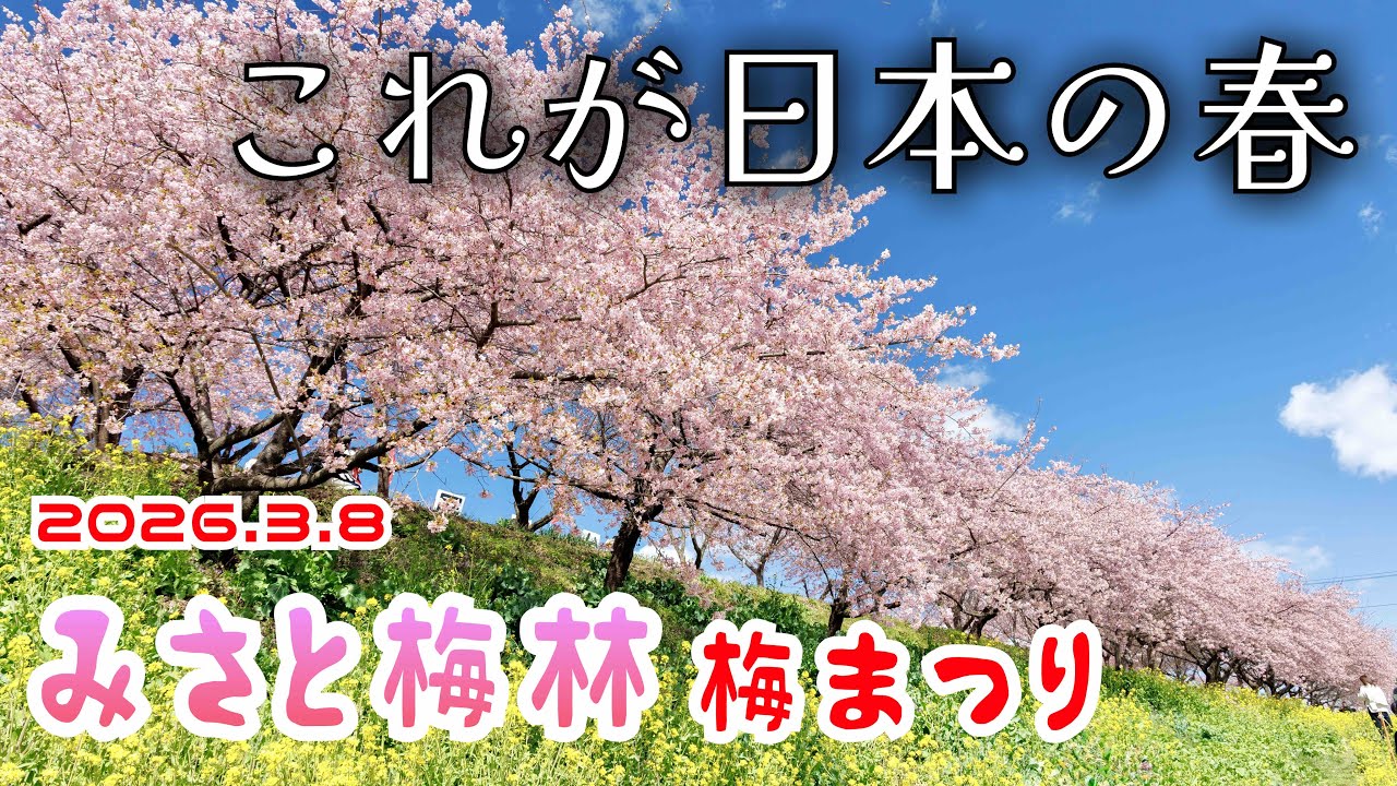【春爛漫 みさと梅林】ドローン風撮影 🌸春を感じに散歩はいかかでしょうか 河津桜満開に 箕郷梅林