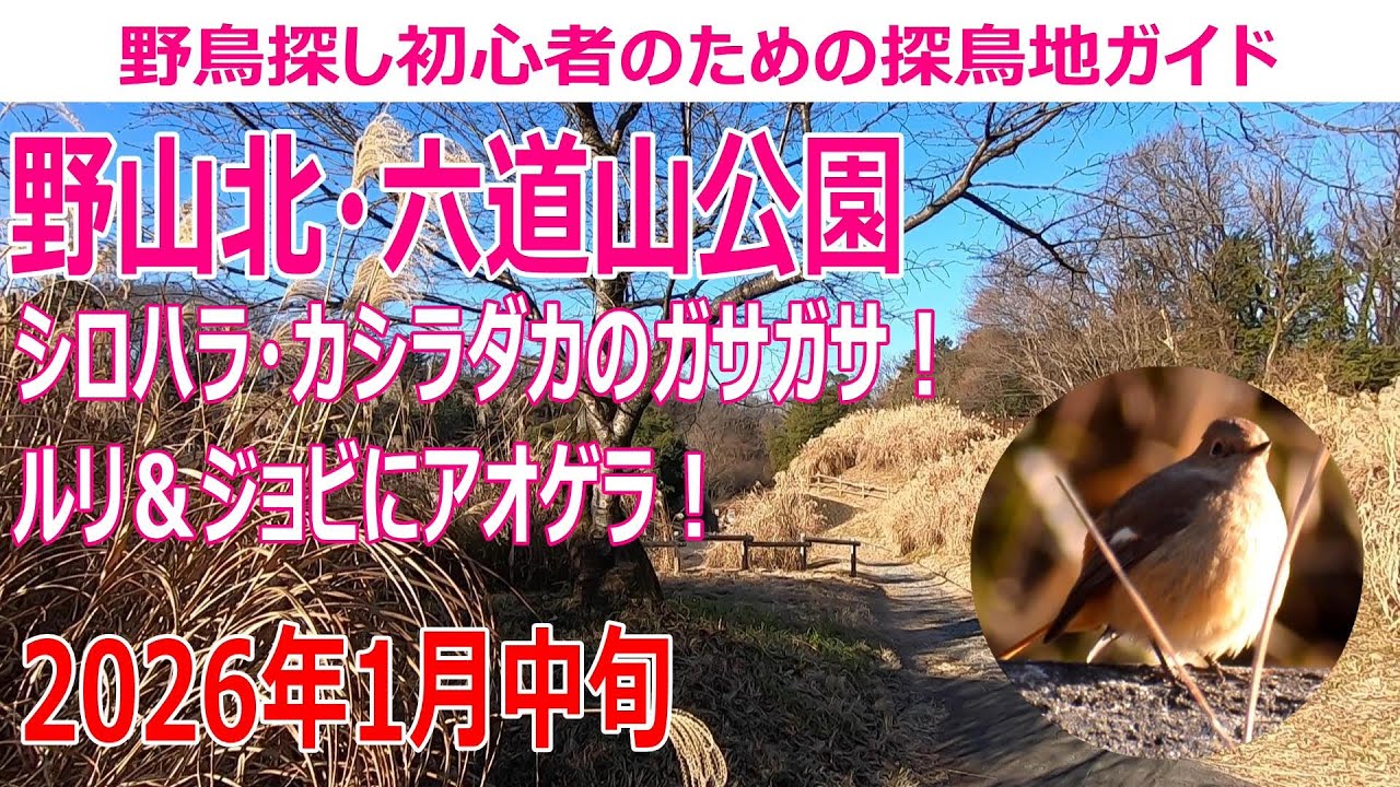 野山北・六道山公園(東京都)の探鳥地レポート シロハラ・ガビチョウのガサガサ！ルリ＆ジョビにアオゲラ！　2026年1月中旬