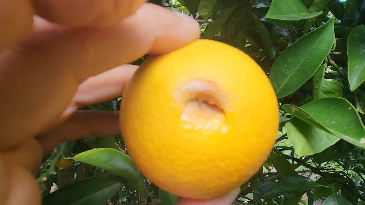 Fruit Fly Wreaks Havoc On My (Very) Late Season Oranges