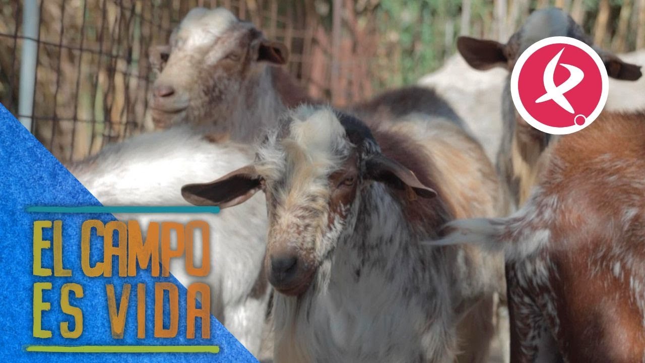 El descanso de los machos tras el proceso de cubrición | El campo es vida