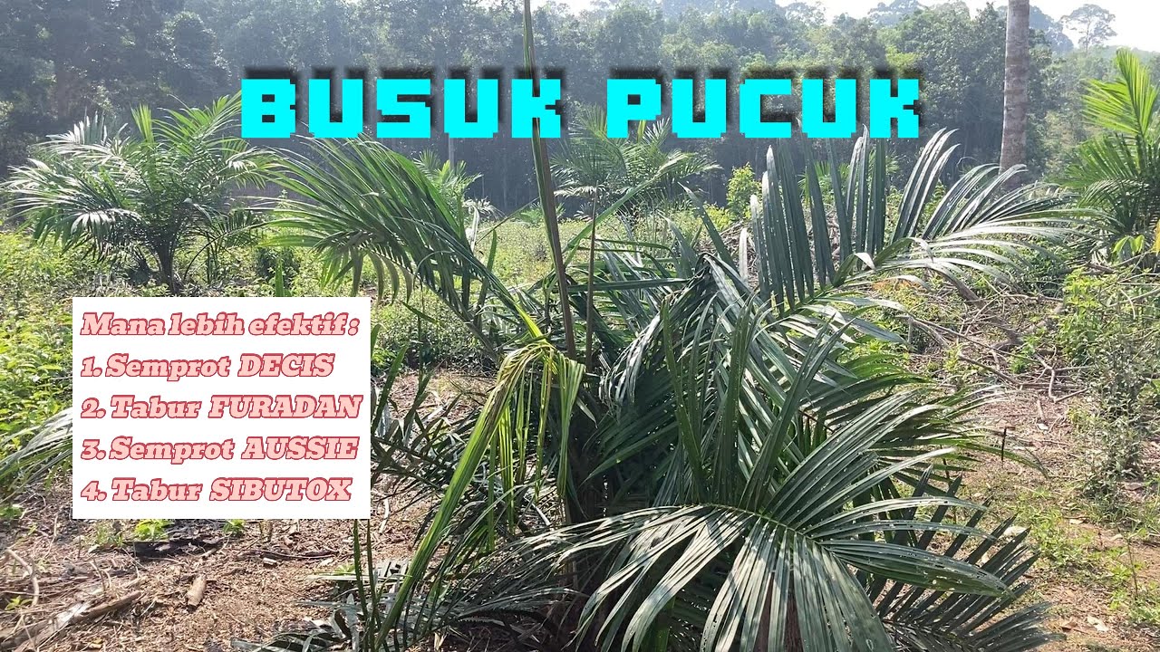 Mana yang paling EFEKTIF untuk atasi Busuk Pucuk Pada Sawit TBM | SJ5 | Sriwijaya 5