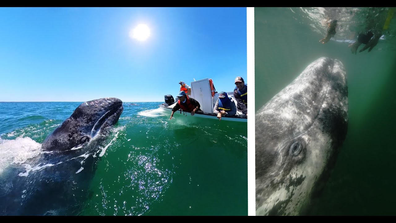 My Quest to Find Sharks in a Lagoon Becomes Incredible Experience
