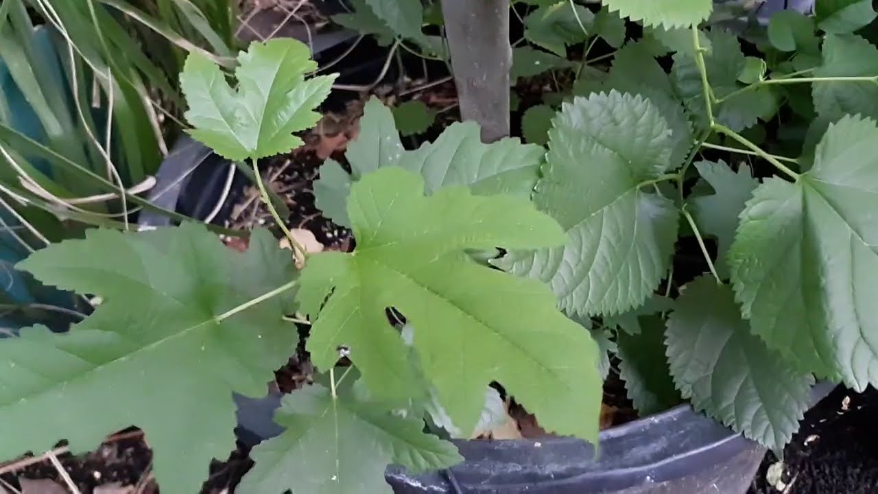 How to tell a Mulberry by it's leaf shape!