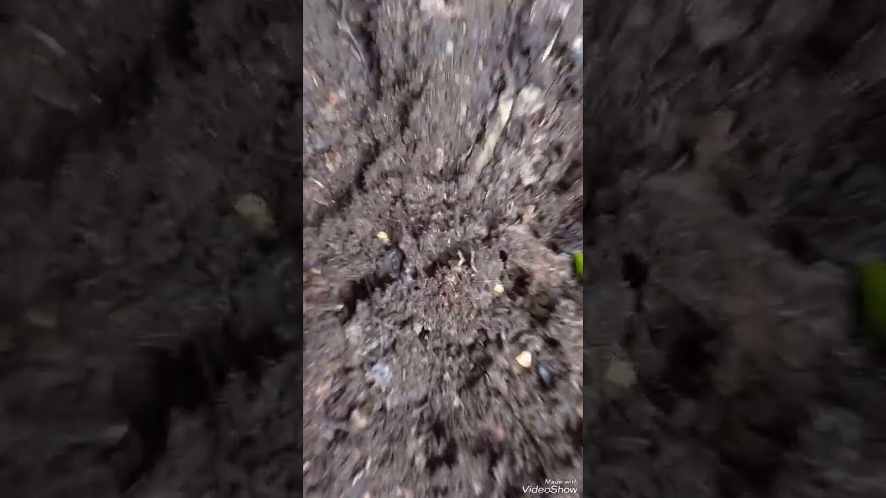 A day in the life #compost #bedding #earthworm #family #beyondorganic #homestead #pasturepoultry
